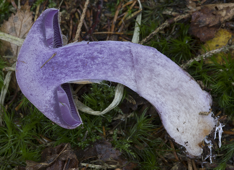 Cortinarius camphoratus